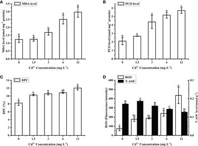 Cadmium-induced toxicity in Meretrix meretrix ovary is characterized by oxidative damage with changes in cell morphology and apoptosis-related factors